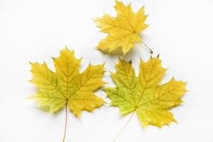 geel en groen esdoorn- bladeren Aan een wit achtergrond detailopname. herbarium bladeren. mooi esdoorn- bladeren in herfst. foto