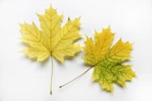 geel en groen esdoorn- bladeren Aan een wit achtergrond detailopname. herbarium bladeren. mooi esdoorn- bladeren in herfst. foto