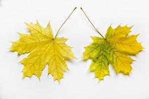 geel en groen esdoorn- bladeren Aan een wit achtergrond detailopname. herbarium bladeren. mooi esdoorn- bladeren in herfst. foto