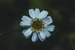 macro foto van gekleurd bloem