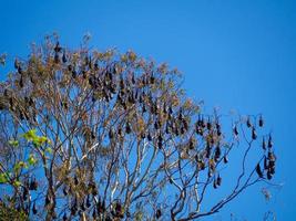 knuppel leefgebied , groot groep van vleermuizen hangende Aan een boom. foto