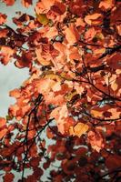 bruine herfstbladeren