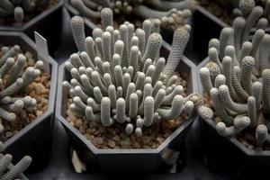 cactus turbinicarpus minima groei in aanplant pot foto