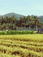 mooi rijst- veld- en berg natuurlijk landschap in lombok eiland, Indonesië. foto