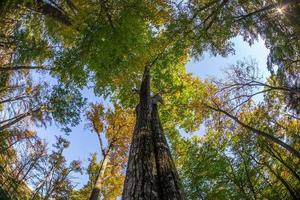 omhoog kijken naar hoge herfstbomen foto