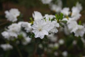 close-up van witte bloemen foto