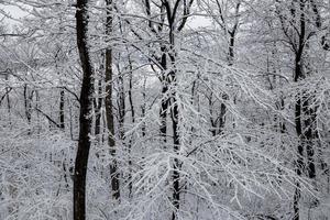 met sneeuw en ijs bedekte bomen foto