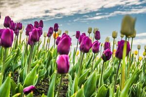 tulpen bloeiend in de bloembed foto