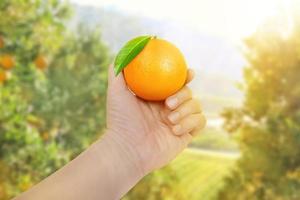 man's hand- Holding sinaasappels in de ochtend- met de zon en oranje bosjes in de achtergrond. foto