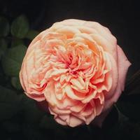 een Doorzichtig oud roos kleur bloem bloesem in de tuin Aan een wazig achtergrond. foto