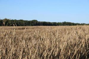 veld- van tarwe landschap. natuurlijk fiel met aartjes dichtbij omhoog visie. mooi zomer natuur achtergrond. foto