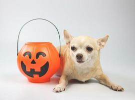 bruin kort haar- chihuahua hond aan het liegen naar beneden Aan wit achtergrond met plastic halloween pompoen emmer. huisdier en halloween vakantie concept foto