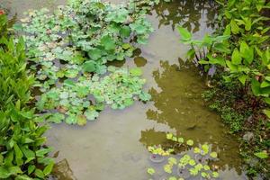 water lelie of lotus bloem in de tuin vijver foto