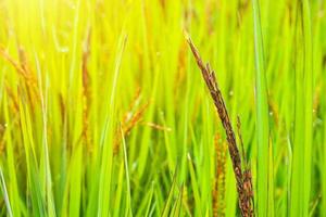 rijstbes fabriek in groen biologisch rijst- rijstveld veld- foto