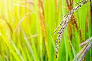 rijstbes fabriek in groen biologisch rijst- rijstveld veld- foto