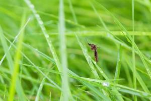 mug Aan groen gras blad dichtbij omhoog foto