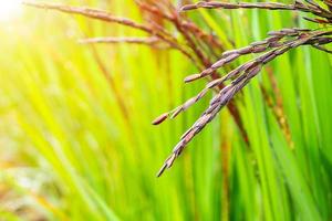 rijstbes fabriek in groen biologisch rijst- rijstveld veld- foto