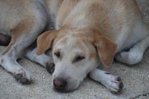 licht bruin Thais hond is slapen Aan cement vloer, Thailand. foto