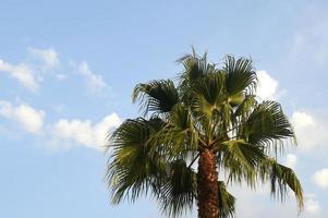 bladeren van de palm boom van de type whashingtonia robusta foto