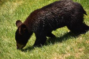 wild zwart beer welp wandelen langs in zuiden dakota foto