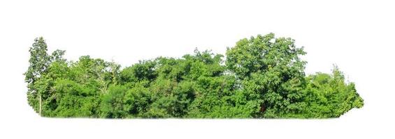 groen bomen geïsoleerd Aan wit achtergrond. zijn Woud en gebladerte in zomer voor beide het drukken en web Pagina's foto