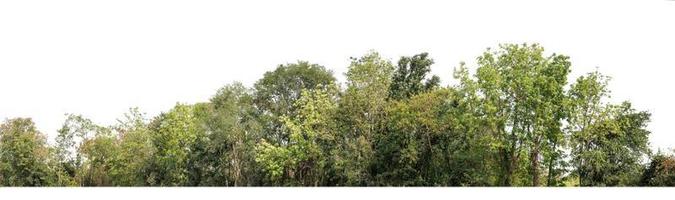 groen bomen geïsoleerd Aan wit achtergrond.zijn Woud en gebladerte in zomer voor beide het drukken en web pagina's met besnoeiing pad en alpha kanaal foto