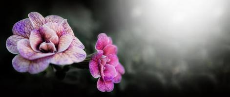 dichtbij omhoog afbeeldingen van dubbele impatiens roos zijn populair tuin eenjarigen. foto