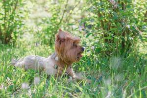 yorkshire terriër hond is aan het liegen Aan groen gras. zomer gevoel met bloemen in zonnig dag. foto