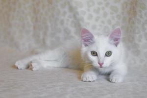 schattig weinig pluizig wit katje is aan het liegen Aan sofa Bij huis. foto