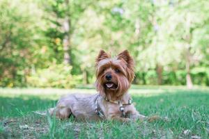 schattig miniatuur yorkshire terriër hond is aan het liegen Aan groen gras Aan een achtergrond van zomer park. foto