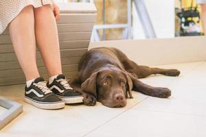 hond is aan het liegen Aan een verdieping in de buurt naar voeten haar baasje. de concept van vriendschap tussen persoon en huisdier. foto