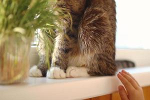 dichtbij omhoog van pluizig katten poten in de buurt naar pot fabriek in zonneschijn. kind is proberen naar tintje een kat met hand. vriendschap tussen kat en kind. foto