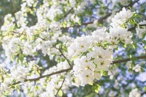 wit bloeiende appel boom in zonlicht. voorjaar seizoen, voorjaar kleuren foto