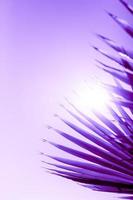 takken van palm boom afgezwakt in proton Purper kleur foto