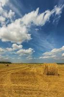 zomer veld- met rietje maait Bij daglicht schot foto