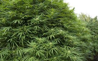 medicinale marihuana, cannabis, plant, Californië.