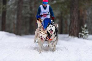 husky sledehonden team in harnas rennen en trekken hondenchauffeur. sledehondenraces. wintersport kampioenschap competitie. foto