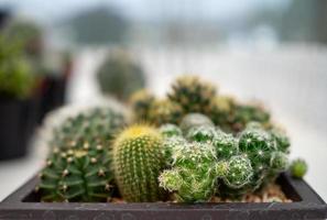 een dichtbij omhoog van een cactus Aan een wazig achtergrond foto