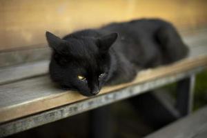 zwart kat leugens Aan schoolbord. huisdier Aan veranda. kat met zwart haar. foto