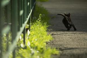 zwart katje Aan zonnig spoor. katje spelen in tuin. dakloos huisdier is jacht. foto