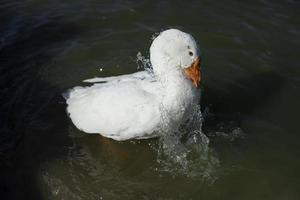 gans wasbaar. water stromen van gans. watervogel. dieren in het wild. wit veren. foto