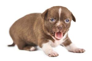 gapende chihuahua puppy op witte achtergrond foto