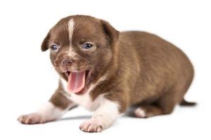 gapende chihuahua puppy op witte achtergrond foto