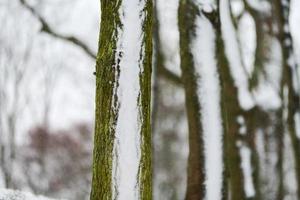 boomstammen bedekt met sneeuw, winterlandschap, kopieer ruimte foto