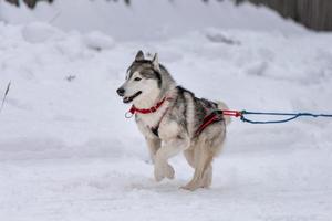 sledehondenraces. husky sledehonden team in harnas rennen en trekken hondenchauffeur. wintersport kampioenschap competitie. foto