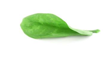 groen blad met waterdruppels foto
