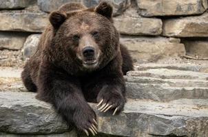 groot bruin beer aan het liegen Aan de stenen foto