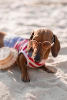 dwerg teckel in een gestreept hond jumpsuit en een rood pet is zonnen Aan een zanderig strand. hond reiziger, blogger, reisblogger. hond geniet een wandelen in de vers lucht buitenshuis. hoog kwaliteit foto