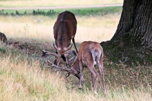 een dichtbij omhoog van een rood hert in de Cheshire platteland foto