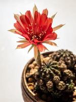 rode kleur delicate bloemblaadje met pluizige harige van echinopsis cactusbloem foto